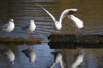 Seagulls on a lake in winter, Germany