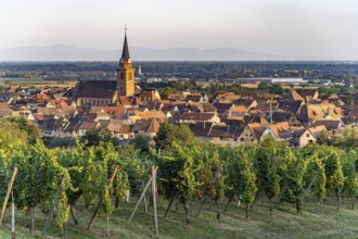 Vineyard in front of the town view Bergheim, Alsace, France