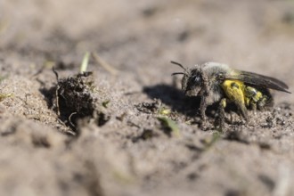 Ashy Mining Bee (Andrena cineraria), Emsland, Lower Saxony, Germany