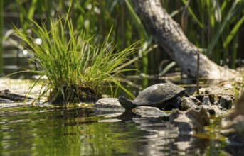 European pond turtle (Emys orbicularis), female, sunbathing, tree trunk, water, Lower Austria