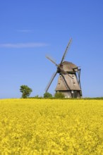 Farver Mühle, Farver windmill, smock mill in flowering rape field at Wangels, municipality in