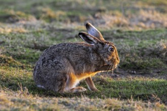 European brown hare (Lepus europaeus) grooming forepaw in field, meadow at sunset in late winter,