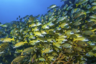 Large school of blue-striped snapper (Lutjanus kasmira), Indian Ocean, Maldives