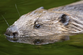 Eurasian beaver (Castor fiber) swimming on a lake, Bavaria, Germany