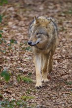 Wolf (Canis lupus), a wolf running through the forest, Germany