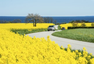 Traffic on curvy country road through blooming rapeseed fields and with the Baltic Sea behind at