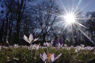 Crocus meadow with sun, early March, Germany