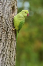 Green collared parakeet (Psittacula krameri), sitting in the nesting hole of a tree, looking
