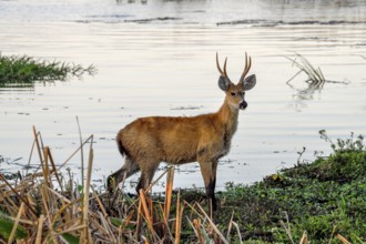 Pampas deer (Ozotoceros bezoarticus), male, in Colonia Carlos Pellegrini, Esteros del Iberá,