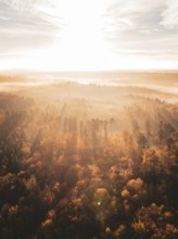 Sunbeams break through the fog over an autumnal forest, creating an atmospheric morning landscape,