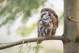 Boreal owl (Aegolius funereus) sitting in a tree in winter, Bavarian Forest Nationalpark, Bavaria,