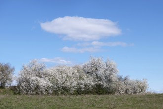 Blooming blackthorn hedge (Prunus spinosa) at a field edge, Schorfheide-Chorin Biosphere Reserve,