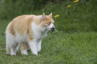 A long-haired orange and white domestic cat (Felis catus) carrying prey in its mouth and running