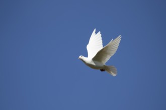 White or Release dove (Columba livia domestica) adult bird in flight, England, United Kingdom