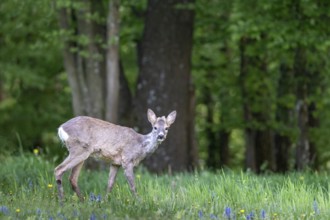 Roe deer (Capreolus capreolus), male young animal, Limbach, Burgenland, Austria
