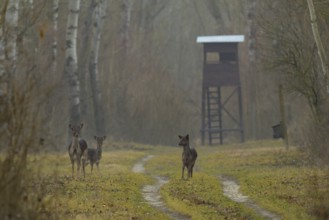 Fallow deer (Dama dama), standing, meadow, high stand, fog, Lower Austria