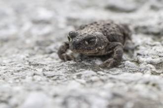 Natterjack toad (Bufo calamita), Emsland, Lower Saxony, Germany