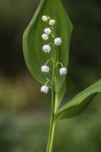 Lily of the valley (Convallaria majalis), Emsland, Lower Saxony, Germany