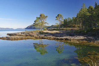 Trees reflected in the clear water of a fjord, mountains, coastal road no 17, Kystriksveien,