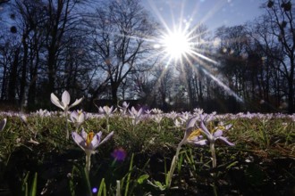 Crocus meadow with sun, early March, Germany