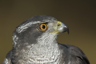 Havik, northern goshawk, Accipiter gentilis