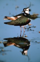 Lapwing, Austria, Northern lapwing (Vanellus vanellus), Lake Neusiedl National Park, Austria