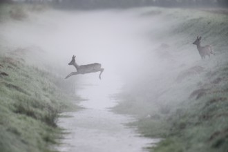 Roe deer (Capreolus capreolus), jumping over a ditch, Emsland, Lower Saxony, Germany