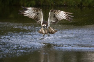 Western osprey (Pandion haliaetus) fishing, Finland