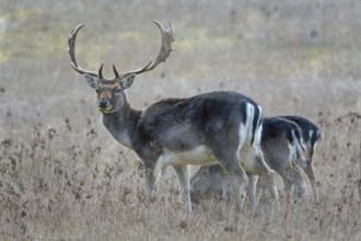 Fallow deer (Dama dama), in the hunter's language Damwil, deer, foraging in early winter, flowering