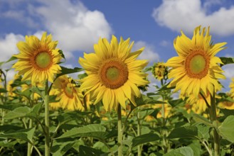 Sunflowers (Helianthus annuus) in bloom, sunflower field, blue cloudy sky, North Rhine-Westphalia,
