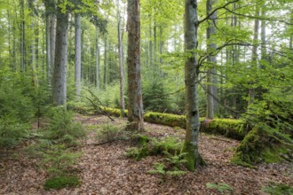 Mixed mountain forest with copper beech (Fagus sylvatica) and spruce (Picea abies), lying deadwood
