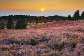 View from the Suhorn with a view of the Wümmeberg, Lüneburg Heath nature park Park at sunset, Lower