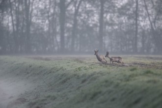 Roe deer (Capreolus capreolus), Emsland, Lower Saxony, Germany