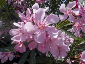 Flowering oleander (Nerium oleander), Italy