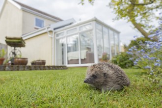 European hedgehog (Erinaceus europaeus) adult animal on a garden lawn, with a house in the