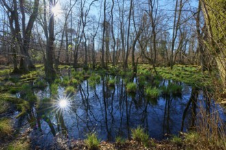 Water surface reflects the sunlight in a quiet alluvial forest area, spring, nature reserve Rote