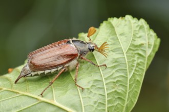 Wood cockchafer (Melolontha hippocastani), male, on a leaf of a horse chestnut (Aesculus