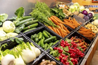 Vegetable counter in supermarket or organic market with cucumbers, radishes, carrots, fennel,