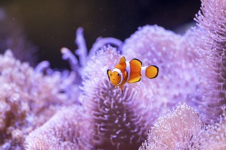 Orange clownfish (Amphiprion percula) in a aquarium, captive, Germany