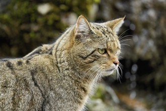 Uropean wildcat or forest cat (Felis silvestris), captive, Switzerland