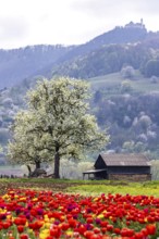 Tulip field for self-picking near Nabern on the Albtrauf of the Swabian Alb. Kirchheim unter Teck,