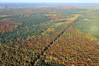 Saxon forest, aerial view, autumn forest, commercial forest, forest dieback, forest, deciduous