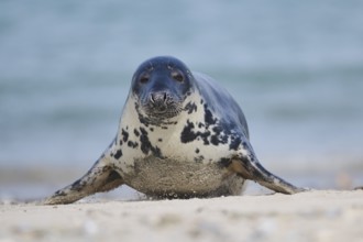 Grey seal (Halichoerus grypus) on the beach, Düne, Helgoland, Schleswig-Holstein, Germany