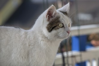 Domestic cat (Felis catus), Bavaria, Germany