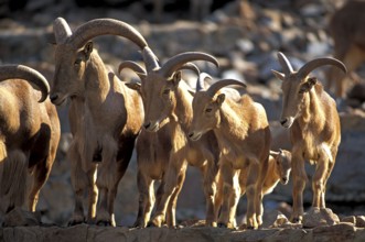 Barbary Sheep (Ammotragus lervia)