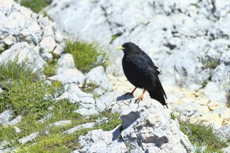 Alpine chough or yellow-billed chough (Pyrrhocorax graculus) on a grassy rock, Untersberg, Anif,