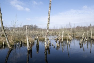 Dead birch trees (Betula pendula) in a moor, rewetting area, Emsland, Lower Saxony, Germany
