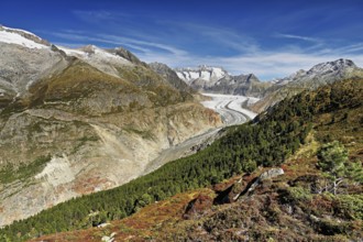 Great Aletsch Glacier, the heart of the Jungfrau-Aletsch-Bietschhorn UNESCO World Heritage Site,