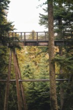 Wooden bridge of the treetop walk in autumn, Sommerberg, Bad Wildbad, Black Forest, Germany