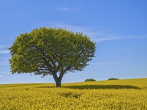 Single deciduous tree in a flowering rape field in spring, eastern hill country, landscape
